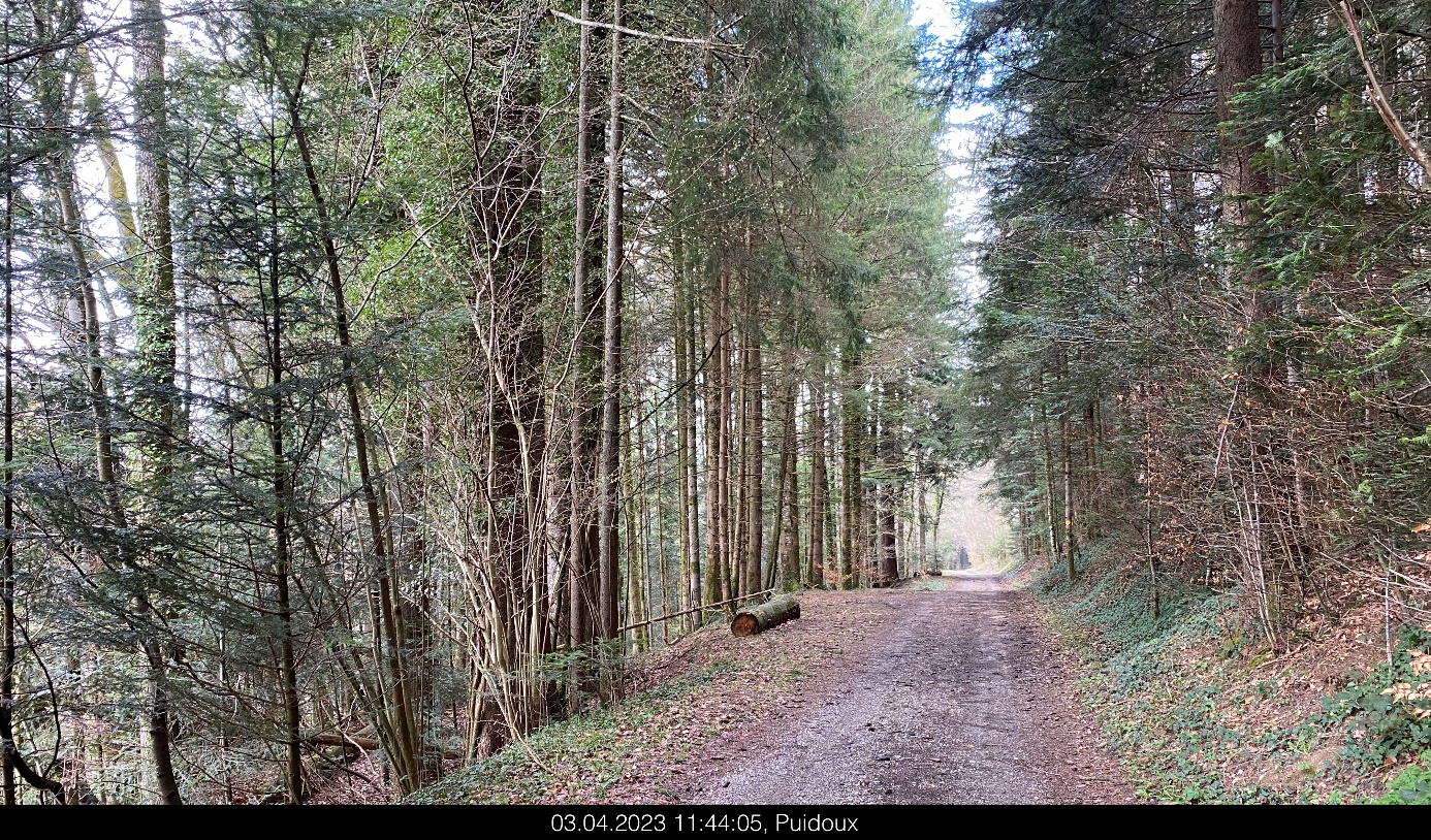 Une image contenant plein air, plante, forêt, nature

Description générée automatiquement