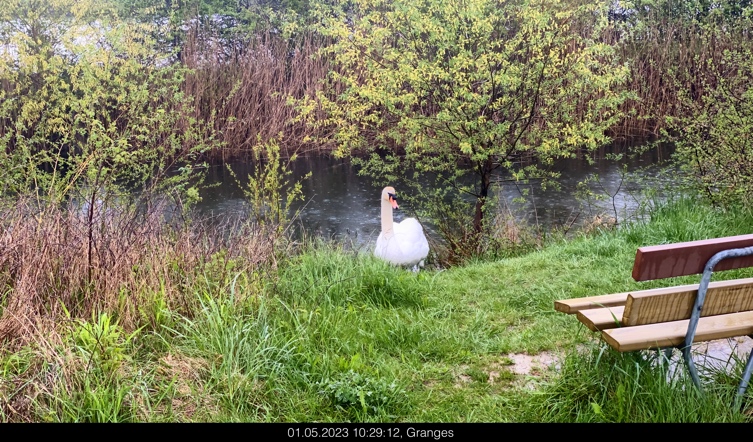 Un cygne blanc revendique quelque nourriture au détour d’un méandre de l’Aare